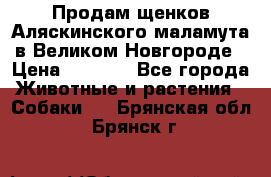 Продам щенков Аляскинского маламута в Великом Новгороде › Цена ­ 5 000 - Все города Животные и растения » Собаки   . Брянская обл.,Брянск г.